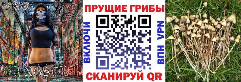 Галлюциногенные грибы Psilocybe  shop телеграм  Нолинск 